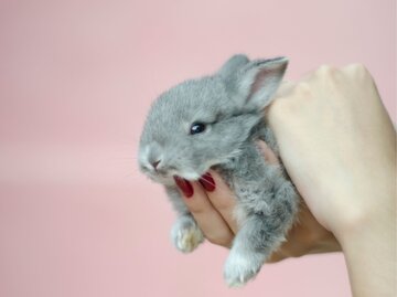 Eine Hand mit roten Fingernägeln hält ein kleines graues Kaninchen  | © Getty Images / Elizabeth Fernandez