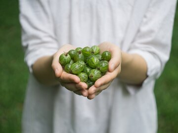 Zwei Hände voll Stachelbeeren | © GettyImages/Uladzimir Zuyeu