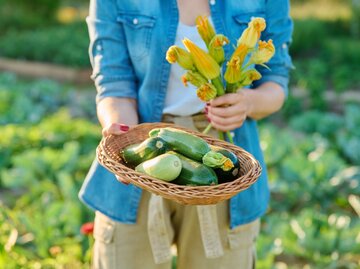 Nahaufnahme von einem Korb frisch geernteter Zucchini | © Getty Images / Valeriy_G