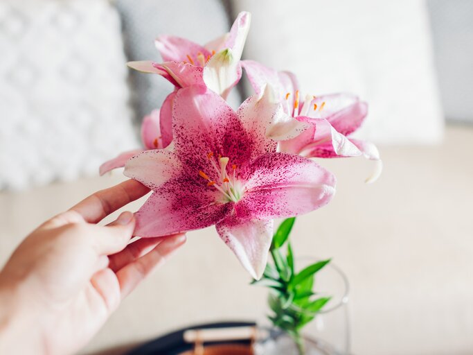 Rosafarbene Lilien in einer Vase | © Getty Images/	Maryviolet