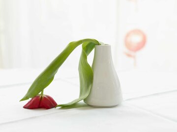 Tulpe in der Vase lässt Kopf hängen | © Getty Images/Westend61