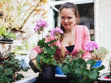 Frau pflanzt auf ihrer Terrasse Geranien in einen Topf. | © Getty Images / Guido Mieth
