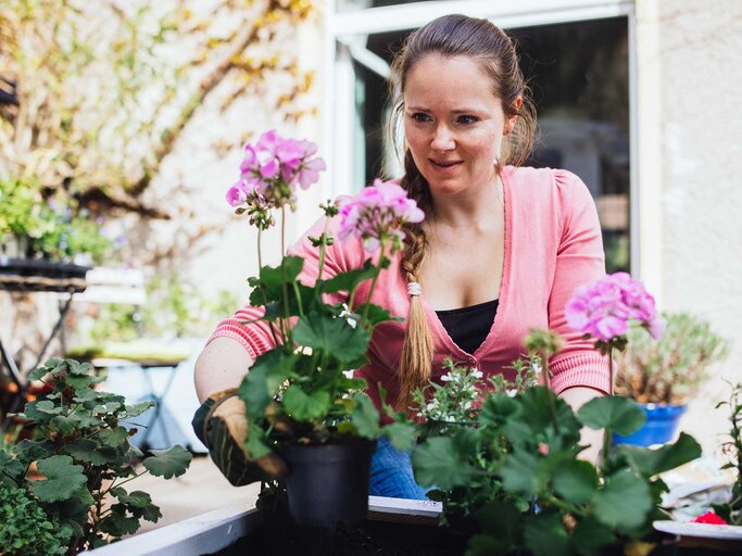 Frau pflanzt auf ihrer Terrasse Geranien in einen Topf. | © Getty Images / Guido Mieth