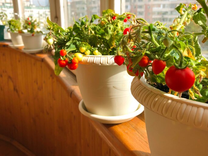 Tomatenpflanzen auf der Fensterbank | © GettyImages/Tashulia