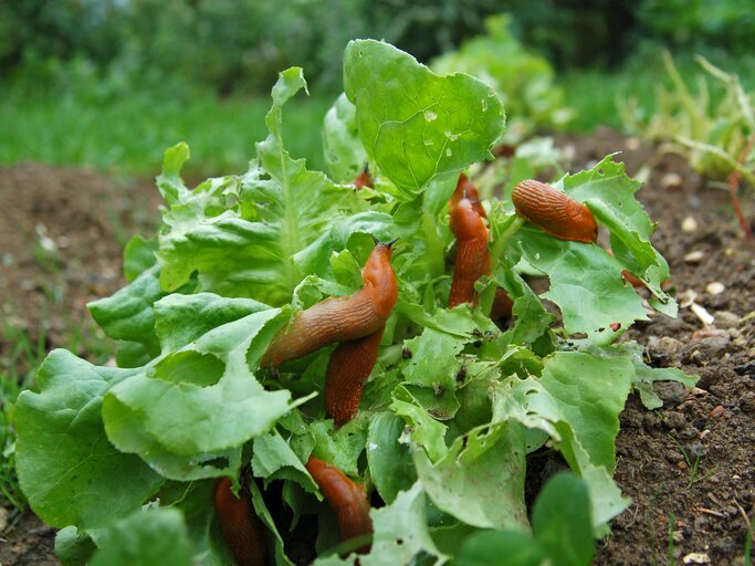 Schnecken auf Salat im Garten | © GettyImages/tepic
