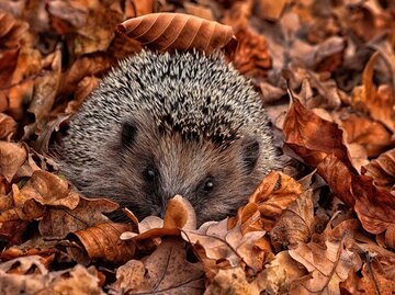 Ein Igel im Laubhaufen | © Getty Images/Michael Milfeit