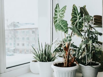 Grüne Zimmerpflanzen auf einem Fensterbrett vor einer Winterlandschaft | © Getty Images / Yulia Naumenko