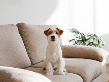 Hund sitzt auf dem Sofa und sieht in die Kamera | © Adobe Stock/Evrymmnt