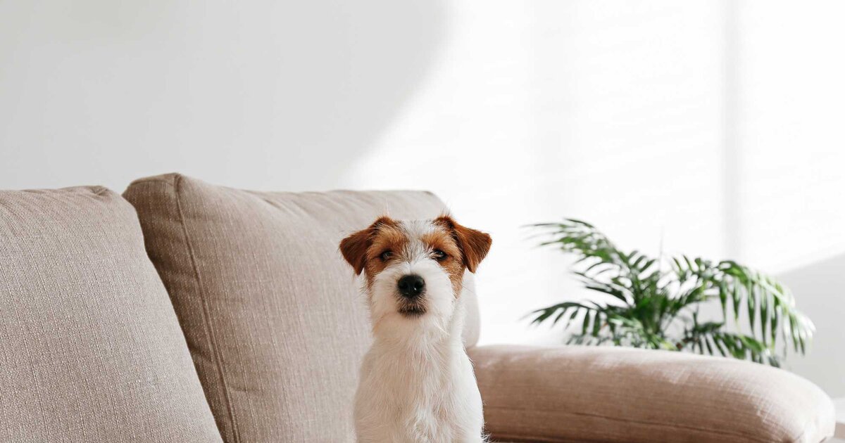 Hundegeruch in der Wohnung Diese Tipps helfen wirklich