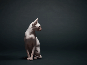Haarausfall kann ganz schön am Ego nagen – auch Nacktkatzen wünscht man ein dickes Fell.
 | © Cliqueimages, Getty Images