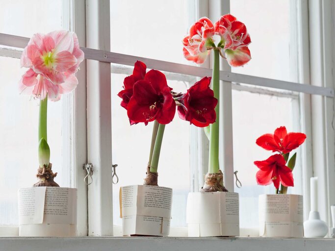 Amaryllis | © Getty Images/Johner Images