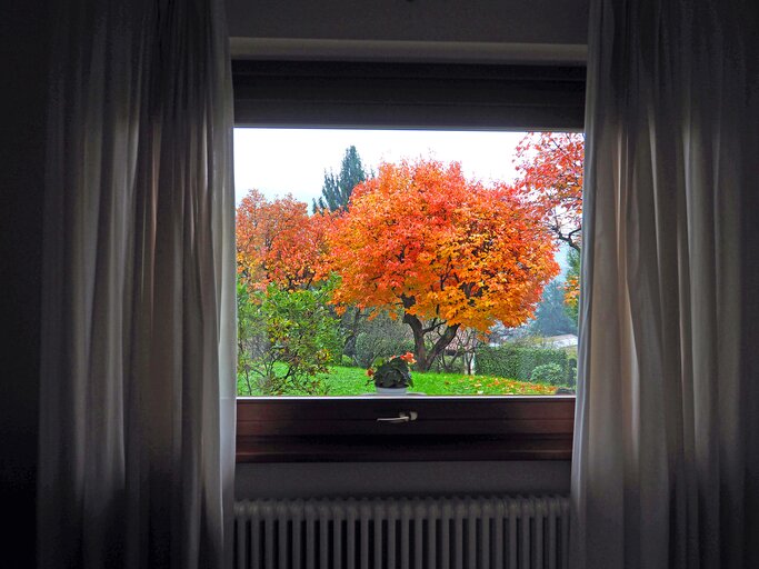 Ein Fenster mit Aussicht auf Herbstbaum | © gettyimages.de / Rosmarie Wirz