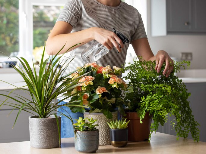 Frau kümmert sich um ihre Zimmerpflanzen | © gettyimages.de / Daisy-Daisy