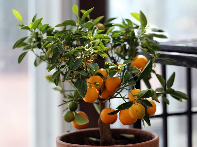 Mit der richtigen Überwinterung haben Sie an Mandarinen und anderen frostempfindlichen Zitruspflanzen auch im nächsten Frühling Freude. | © shutterstock / DreamerAchieverNoraTarvus