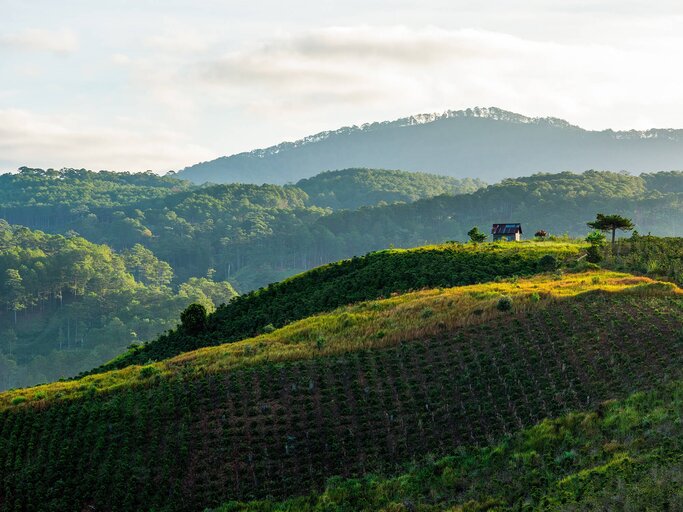 Sonnenlicht über einer Kaffee-Plantage | © gettyimages.de | Khanh Bui