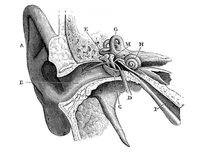 Medizinische Bleistiftzeichnung eines Ohres. | © ilbusca, Getty Images