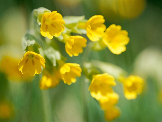 Gelbe Schlüsselblume (Primel) | © gettyimages.de | Per Dahl