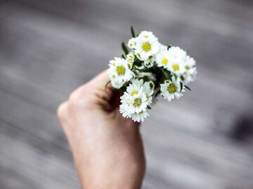 Hand mit Gänseblümchen | © Unsplash | Ornella Binni