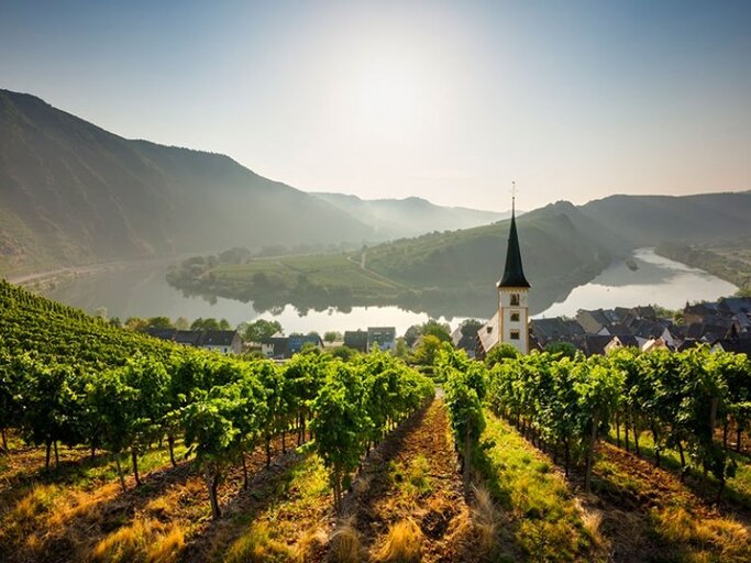 Die Mosel mit ihren Nebenflüssen gehört zu den bekanntesten deutschen Weinbaugebieten. Die Weinlese in den Steilhängen und Weinbergterrassen ist allerdings eine mühsame Herausforderung.  | © JORG GREUEL GETTY IMAGES