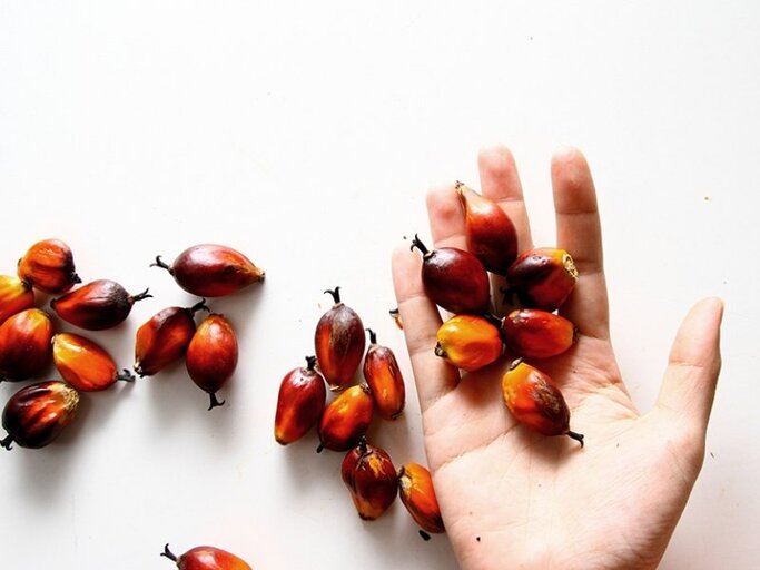 Palmöl wird aus dem Fleisch und den Kernen der orangeroten Ölpalmenfrüchte gewonnen. | © TAFFPIX ISTOCK