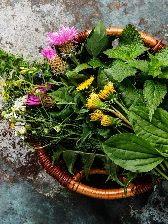 Ein Weidenkorb gefüllt mit Heilkräutern und Heilpflanzen. | © iStock | Lisovskaya