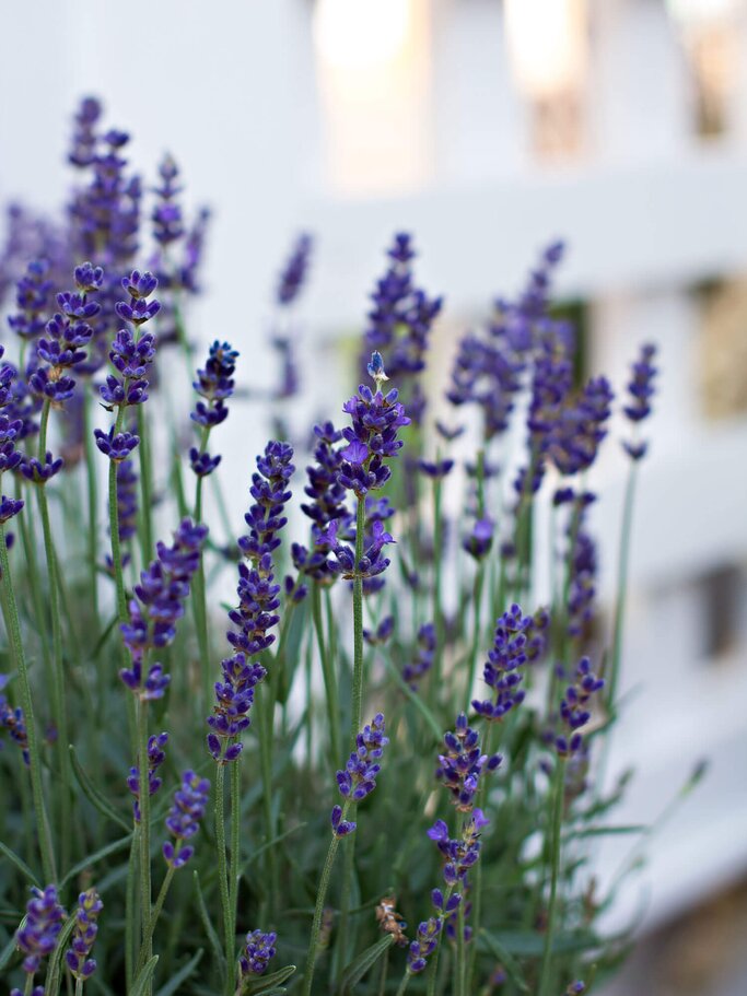 Strauch Lavendel vor einem weißen Gartenzaun. | © iStock | JuliaLototskaya