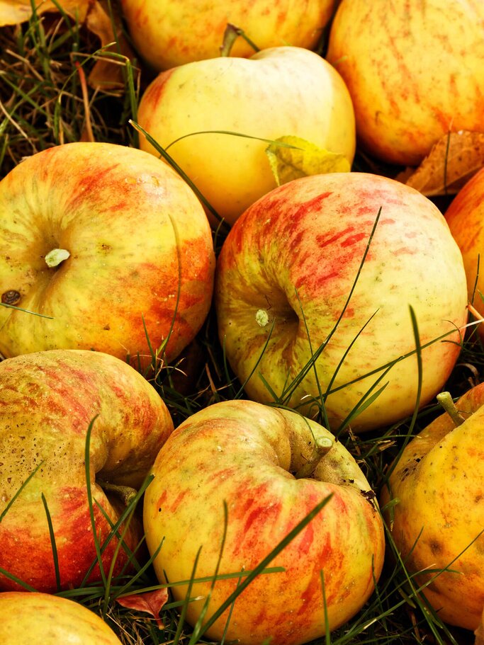 Äpfel der Sorte Topaz | © iStock | Alexander Ließ