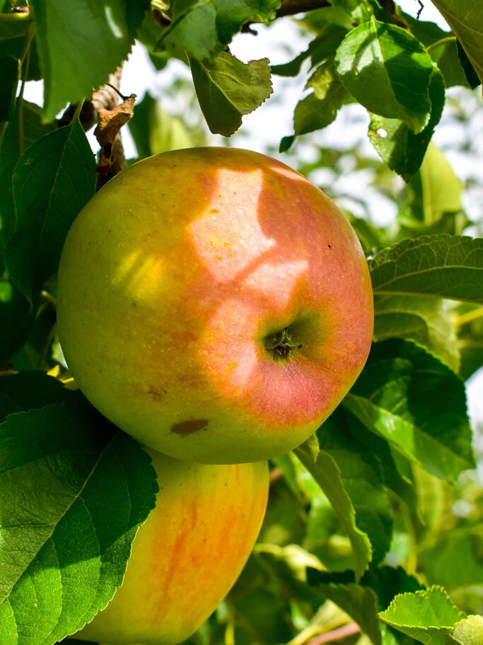 Äpfel der Sorte Cox Orange am Baum | © iStock | Kuzmalo