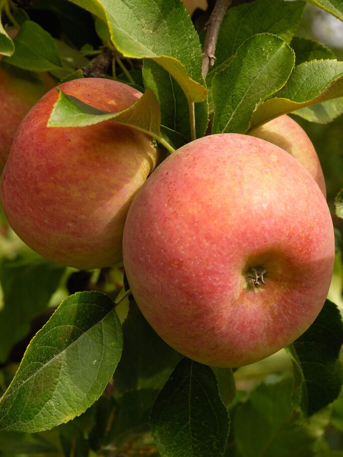 Fuji Äpfel am Baum | © iStock | GomezDavid