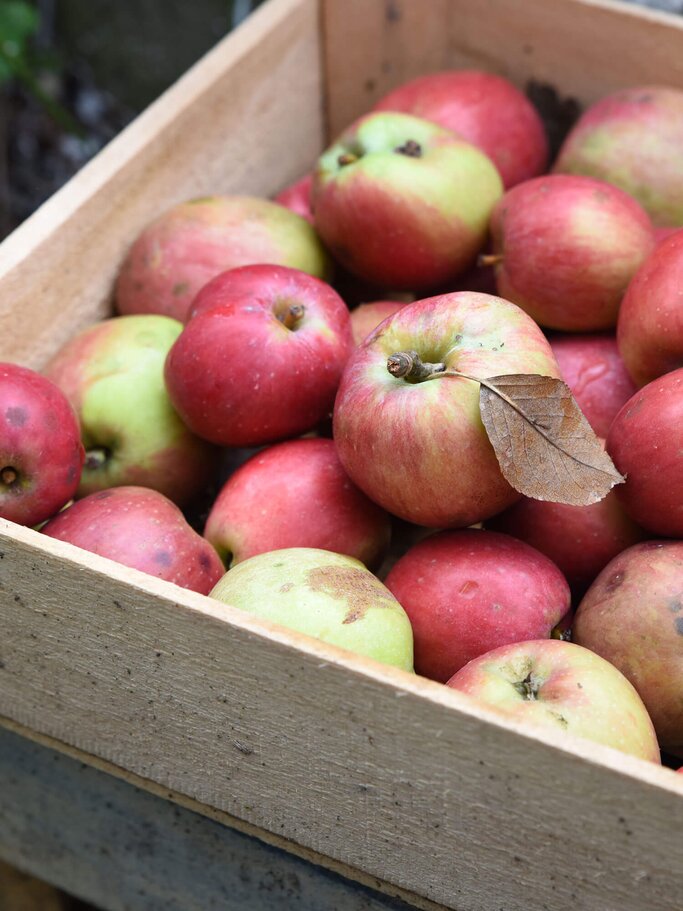 Berlepsch Äpfel nach der Ernte in einer Kiste | © iStock | YUCELOZBER