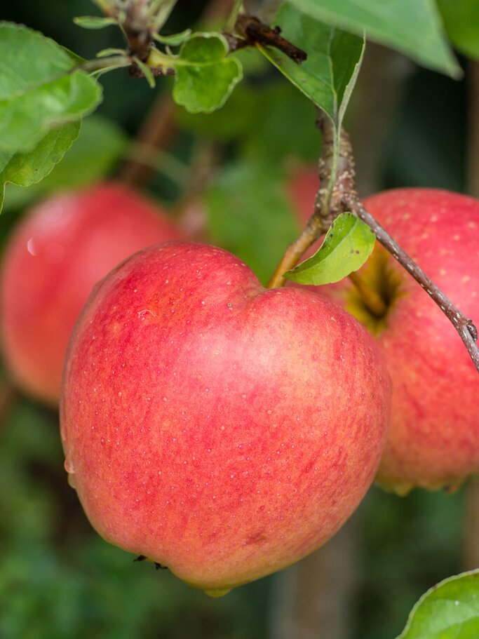 Pink Lady Apfel am Baum | © iStock | barmalini