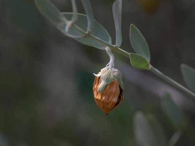 Die Inhaltsstoffe der Intimpflege: Jojoba-Öl | © iStock.com / Jay Pierstorff