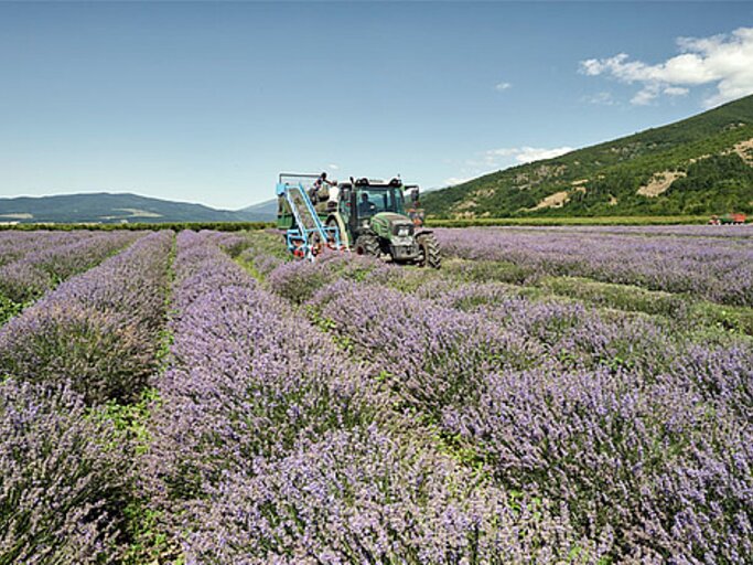 Lavendelfeld und ein Traktor | © Dr. Willmar Schwabe GmbH & Co. KG