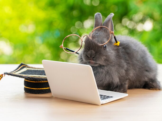 Lustiger Osterhase mit Brille vor dem Laptop | © AdobeStock/kaew6566