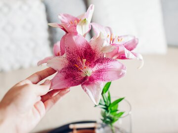 Rosafarbene Lilien in einer Vase | © Getty Images/	Maryviolet