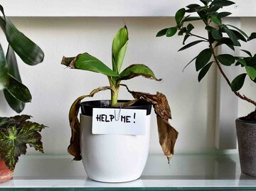 Kranke Hauspflanze mit welken Blättern und der Aufschrift "Help Me" | © Getty Images/ela bracho