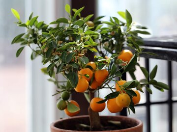 Mit der richtigen Überwinterung haben Sie an Mandarinen und anderen frostempfindlichen Zitruspflanzen auch im nächsten Frühling Freude. | © shutterstock / DreamerAchieverNoraTarvus