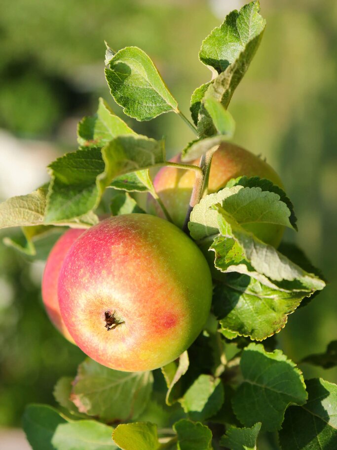 Äpfel der Sorte Alkmene am Baum | © iStock | sasimoto